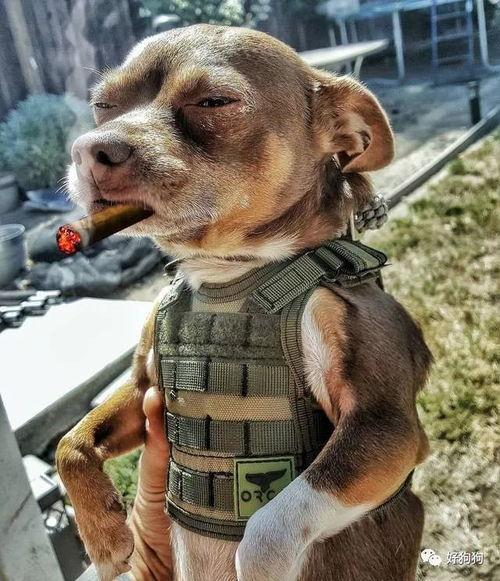 娱乐吃瓜汪星人是谁